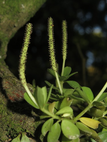How to identify Peperomia quadrifolia (L.) Kunth