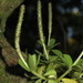 Peperomia quadrifolia - Photo (c) Tigridiopalma, todos los derechos reservados