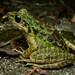 Wuyi Sharp-nosed Frog - Photo (c) ACOY, all rights reserved, uploaded by ACOY