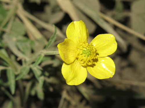 Ranunculus geranioides image