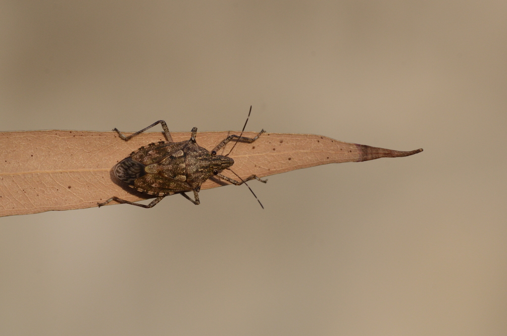 Dalpada nodifera from Vastrapur, Ahmedabad, Gujarat, India on April 4 ...