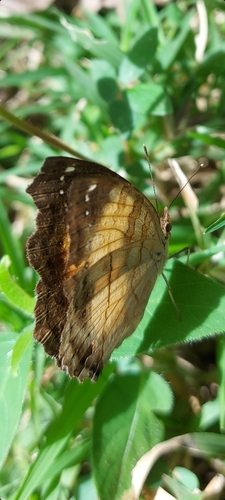Junonia terea terea