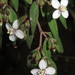 Centradenia inaequilateralis - Photo (c) Tigridiopalma, todos os direitos reservados