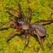 San Bernardino Hills Trapdoor Spider - Photo (c) Alice Abela, all rights reserved