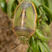 Belfragi's Chlorochroan Bug - Photo (c) Alice Abela, all rights reserved