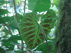 Image of Philodendron verrucosum