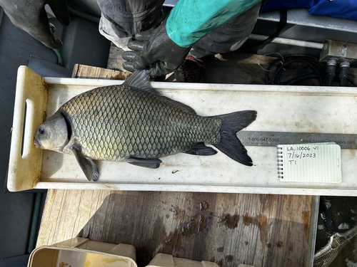Smallmouth Buffalo