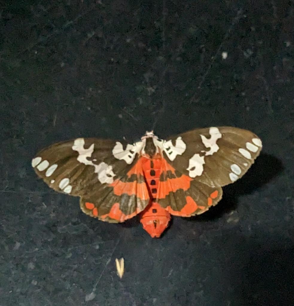 Matheran Moth from CFVG+J3, Janasale, Karnataka 581362, India on June ...