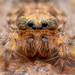 擬扁蛛科 - Photo 由 Laurent Hesemans 所上傳的 (c) Laurent Hesemans，保留所有權利