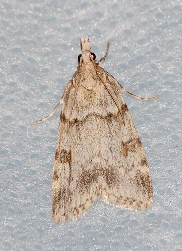 Large Grey