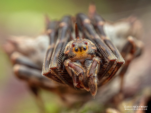 Magnificent Bolas Spider (Ordgarius magnificus) · iNaturalist