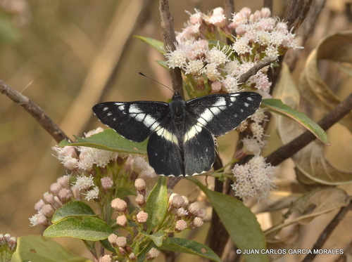 Pure-banded Dartwhite