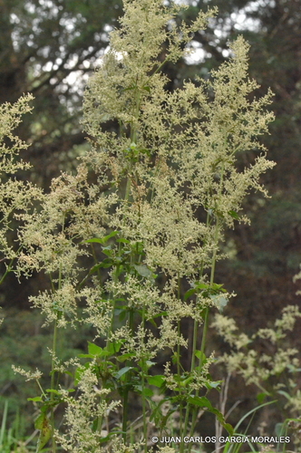Juba's Bush