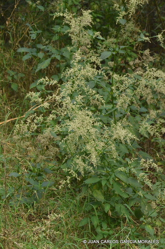 Juba's Bush