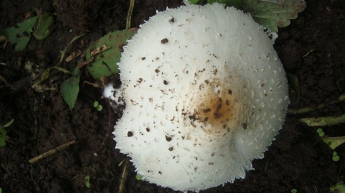 Chlorophyllum hortense
