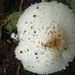 Chlorophyllum hortense - Photo (c) Paola Navarrete, todos los derechos reservados, subido por Paola Navarrete
