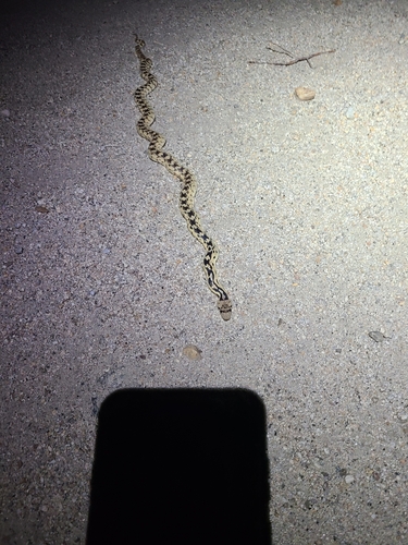 iNaturalist observation photo of Great Basin Gopher Snake