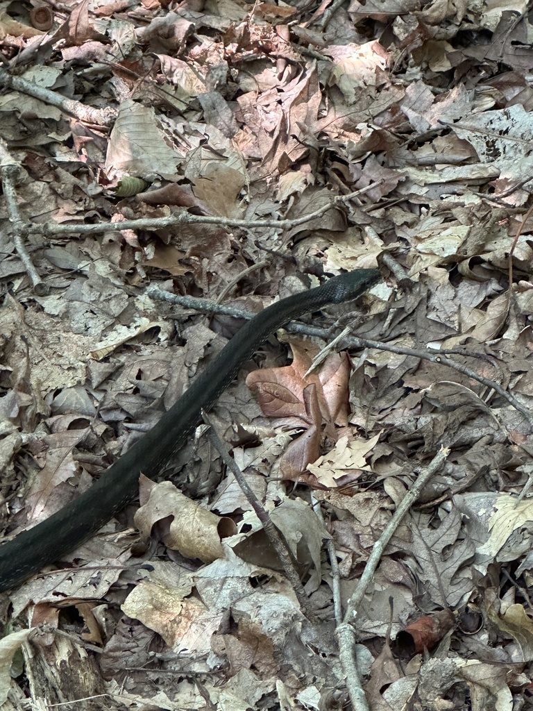 Eastern/Gray Ratsnake Complex from Bicentennial Greenway, High Point
