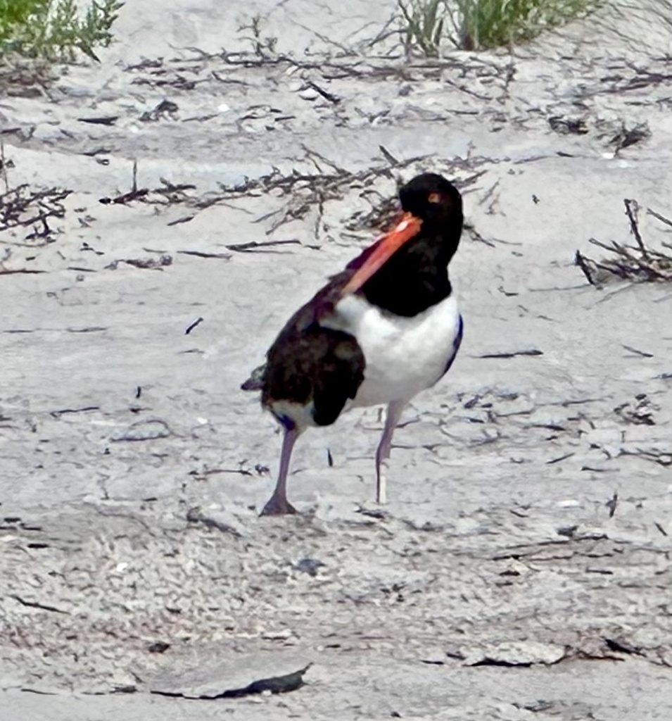 American Oystercatcher from Wrightsville Beach, NC, US on July 17, 2023