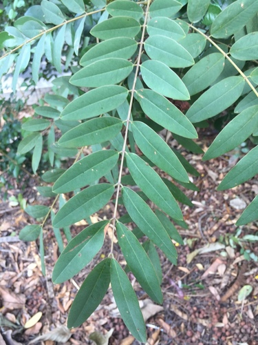 Kassod Tree