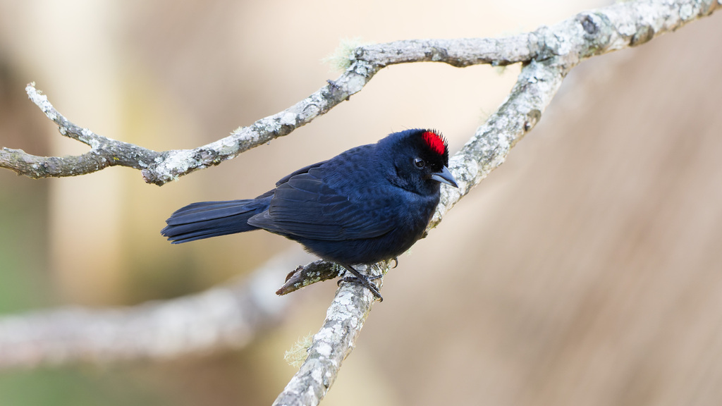 Ruby-crowned Tanager photo