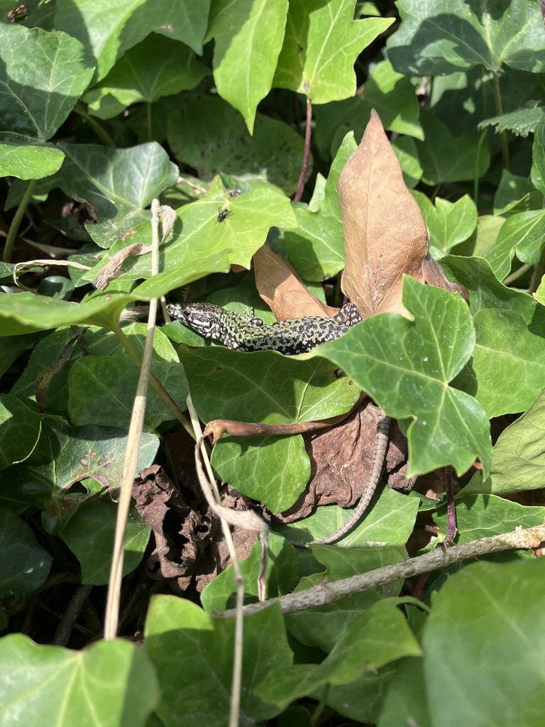 Common Wall Lizard from Zig Zag Walk, Bournemouth, Inglaterra, GB on ...