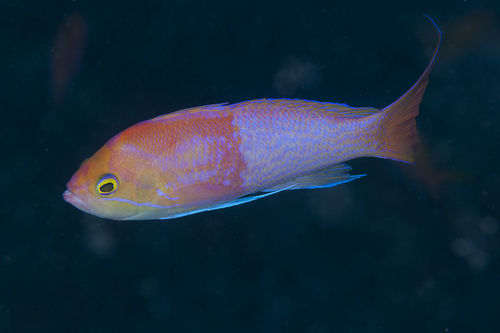 Pseudanthias elongatus · iNaturalist