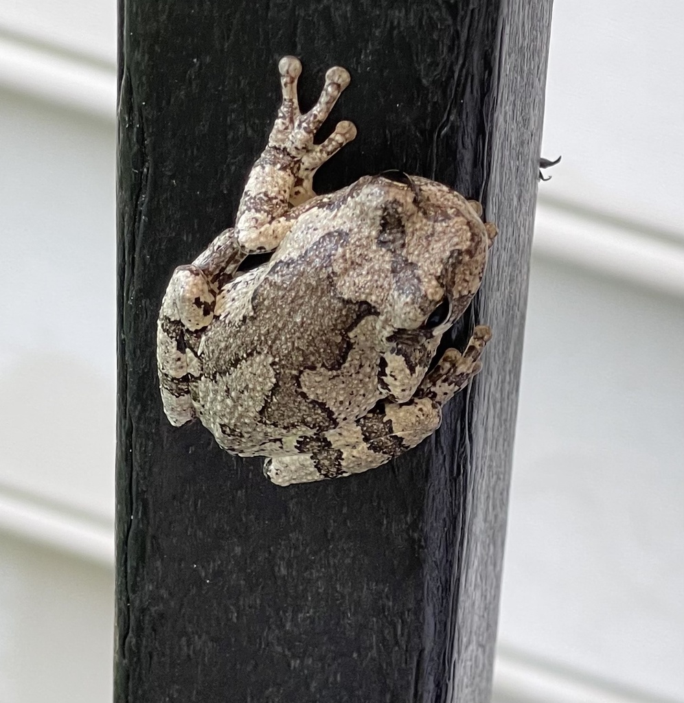 Gray Treefrog Species Complex from Koffel Ct, Elkridge, MD, US on July ...