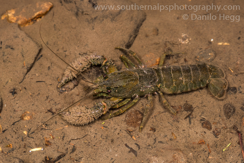 Paranephrops zealandicus (White, 1847)