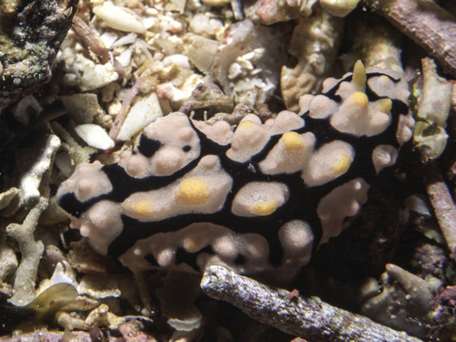 Phyllidia multifaria — seen at this dive site