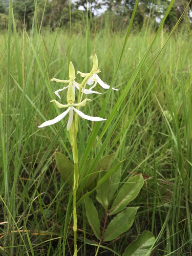 Habenaria nicholsonii