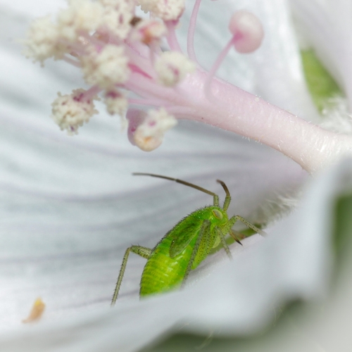 Potato Mirid