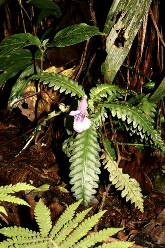 Ridleyandra morganii