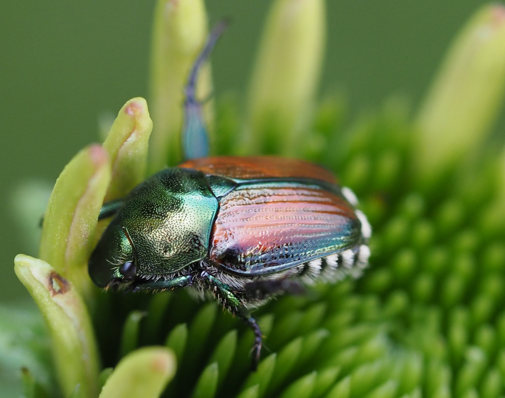 Japanese Beetle from The Morton Arboretum, Lisle, IL, US on July 6 ...