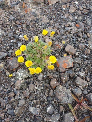 Vahl's Cinquefoil (Potentilla vahliana)