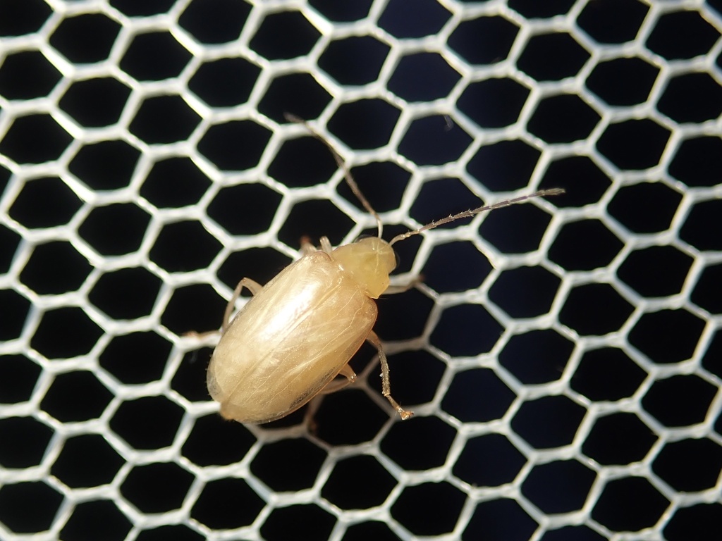 Monolepta pallidula from 滝畑, 河内長野市, 大阪府, JP on July 16, 2023 at 0812