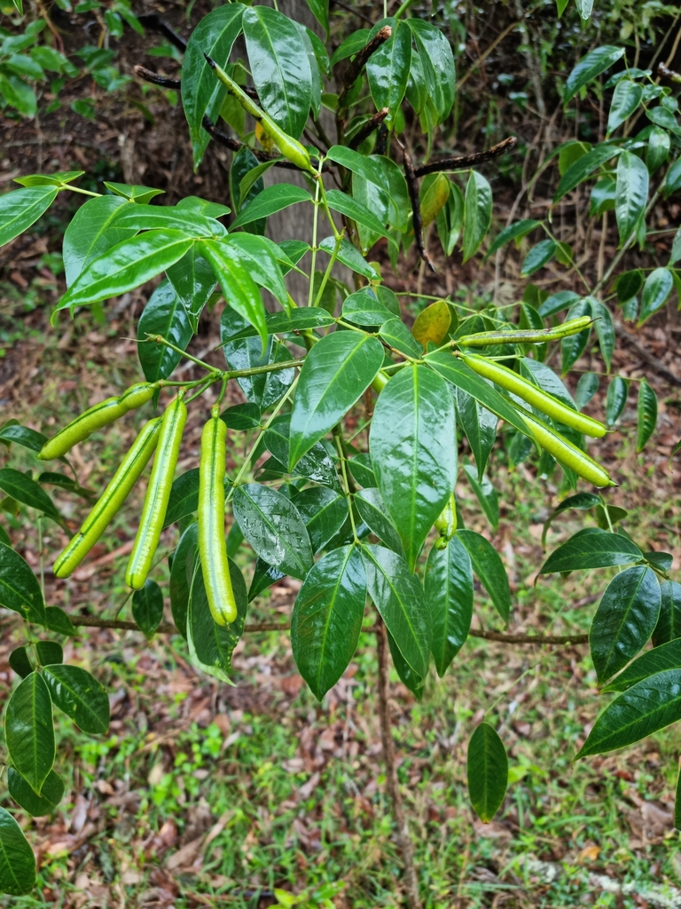 Arsenic Bush from Cedar Creek QLD 4207, Australia on July 18, 2023 at ...