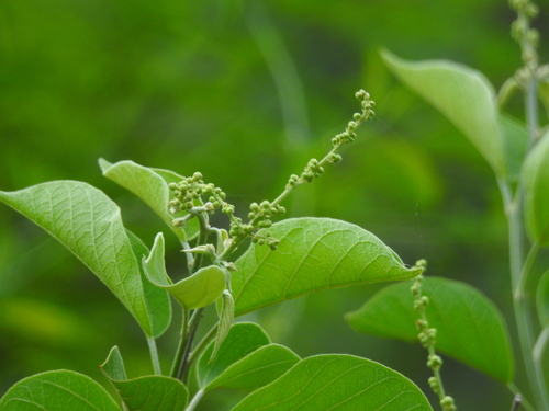Croton flavescens