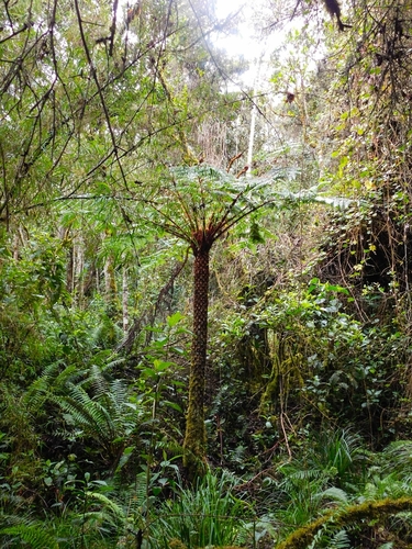 Cyathea mettenii