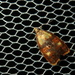 Acleris askoldana - Photo (c) 栗鼠, all rights reserved, uploaded by 栗鼠