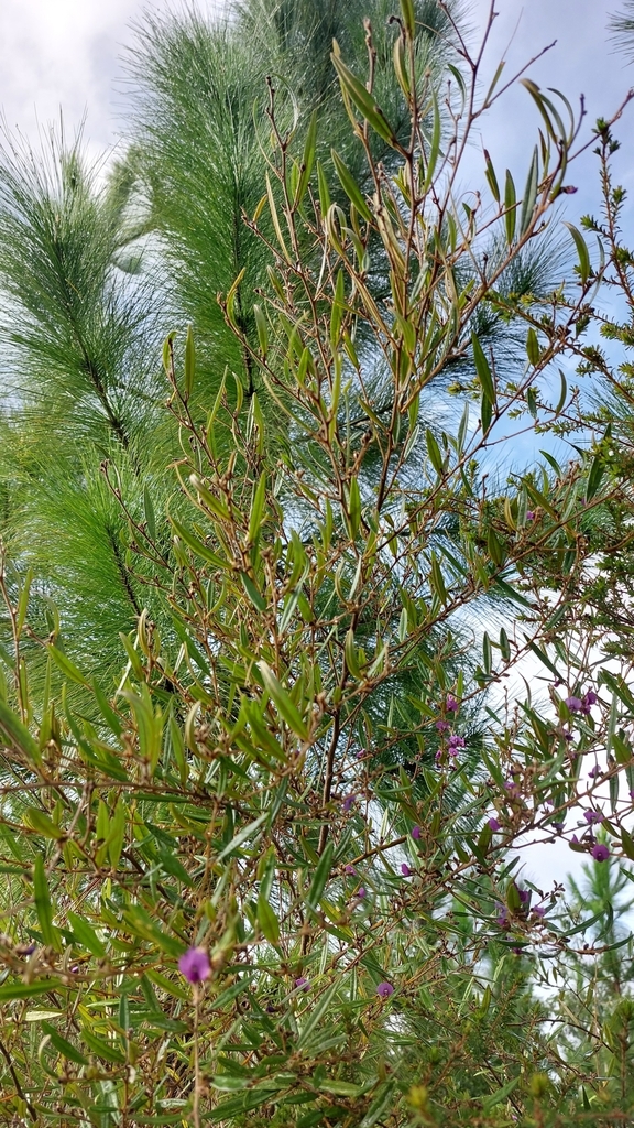 Purple Bush Pea From Beerwah Qld Australia On July At