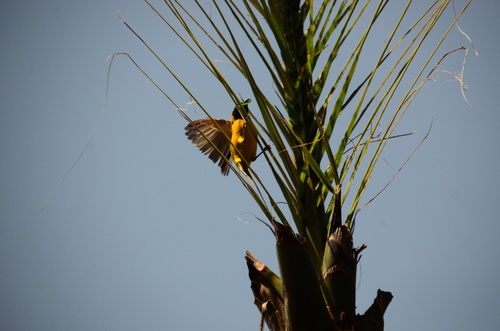Village Weaver