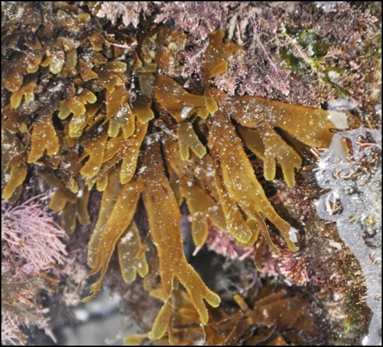 Dictyota coriacea (Multi-Agency Rocky Intertidal Network ) · iNaturalist