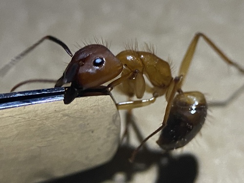 Camponotus conspicuus sharpiCamponotus conspicuus sharpi