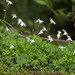 Oxalis jacquiniana - Photo (c) Anne, all rights reserved