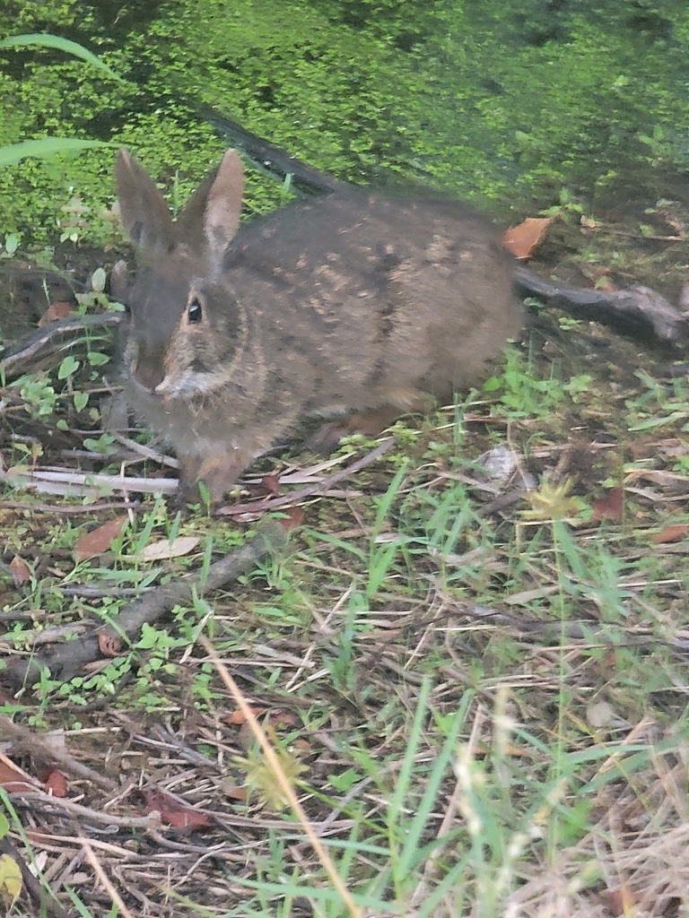 Marsh Rabbit from Lower Grand Lagoon, FL 32408, USA on July 17, 2023 at ...