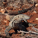 Perentie - Photo (c) Kath Courtney, all rights reserved, uploaded by Kath Courtney