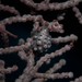 Observation photo