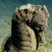 Observation photo
