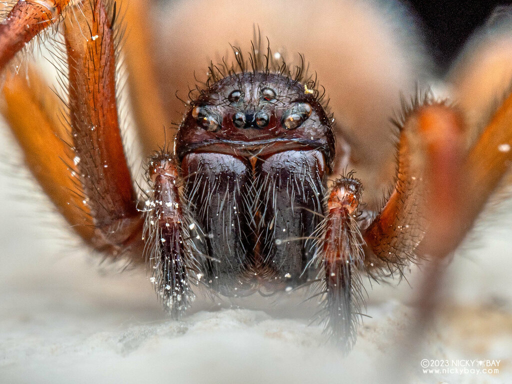 Pandava from Gunung Mulu National Park, Taman Negara, Miri, Sarawak